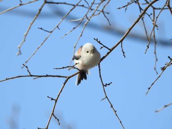 Sat, 1/20/2024 Birding report at 芽室町 国見山