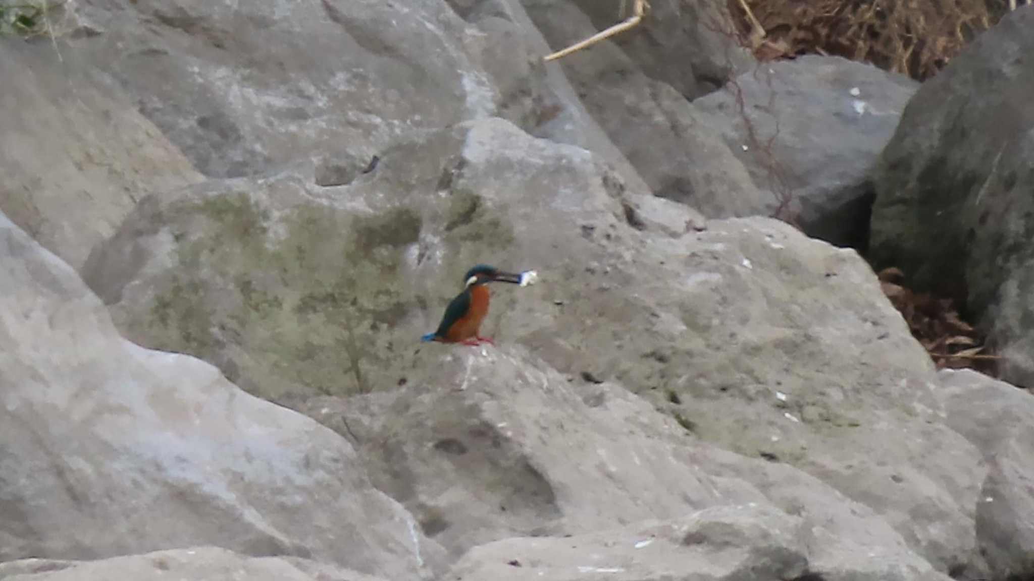 Photo of Common Kingfisher at 多摩川 by ツートン