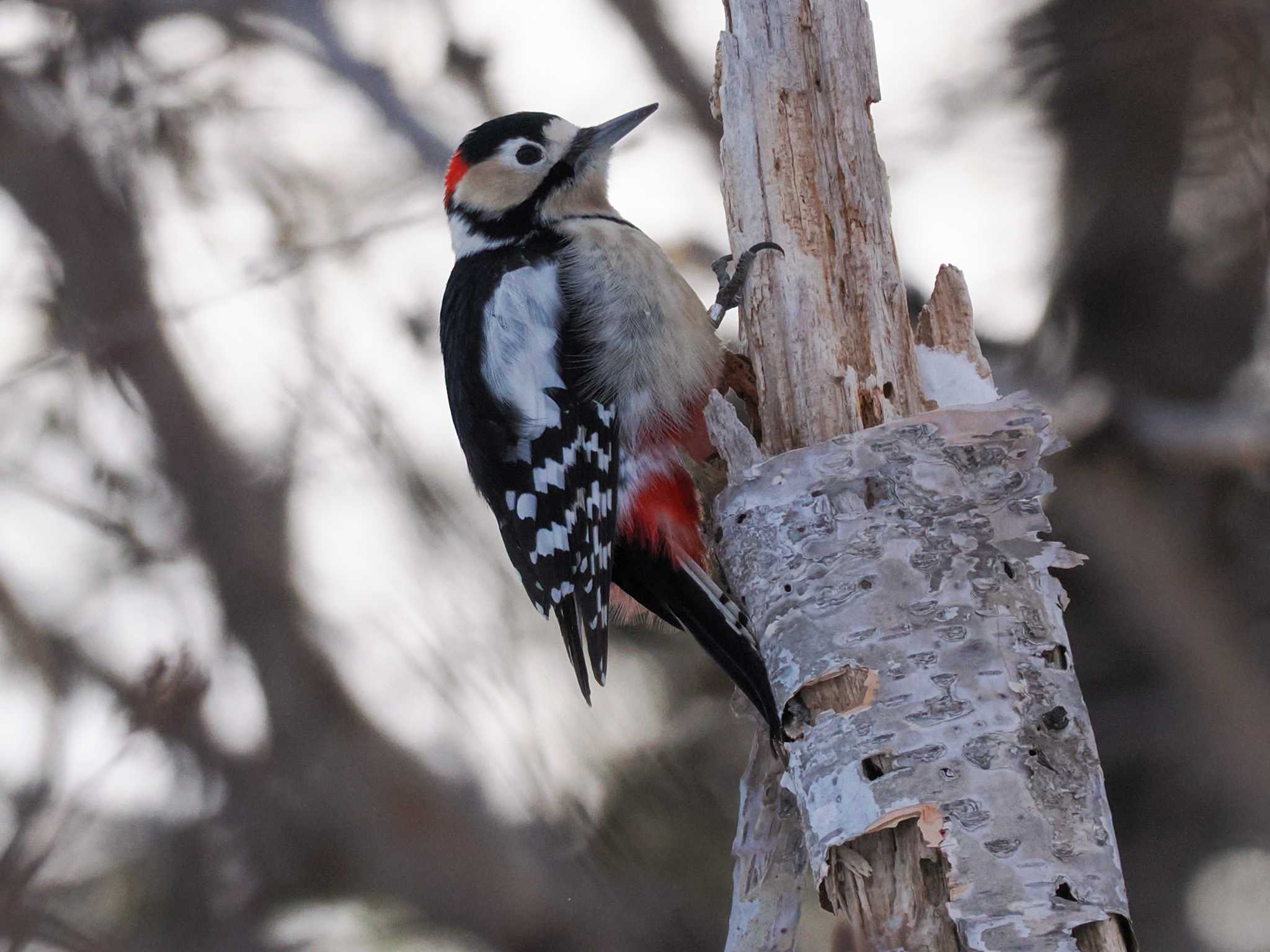 Great Spotted Woodpecker(japonicus)