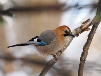 Eurasian Jay(brandtii) Nishioka Park Sat, 1/20/2024