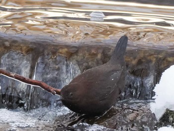 2024年1月20日(土) 西岡公園(西岡水源地)の野鳥観察記録