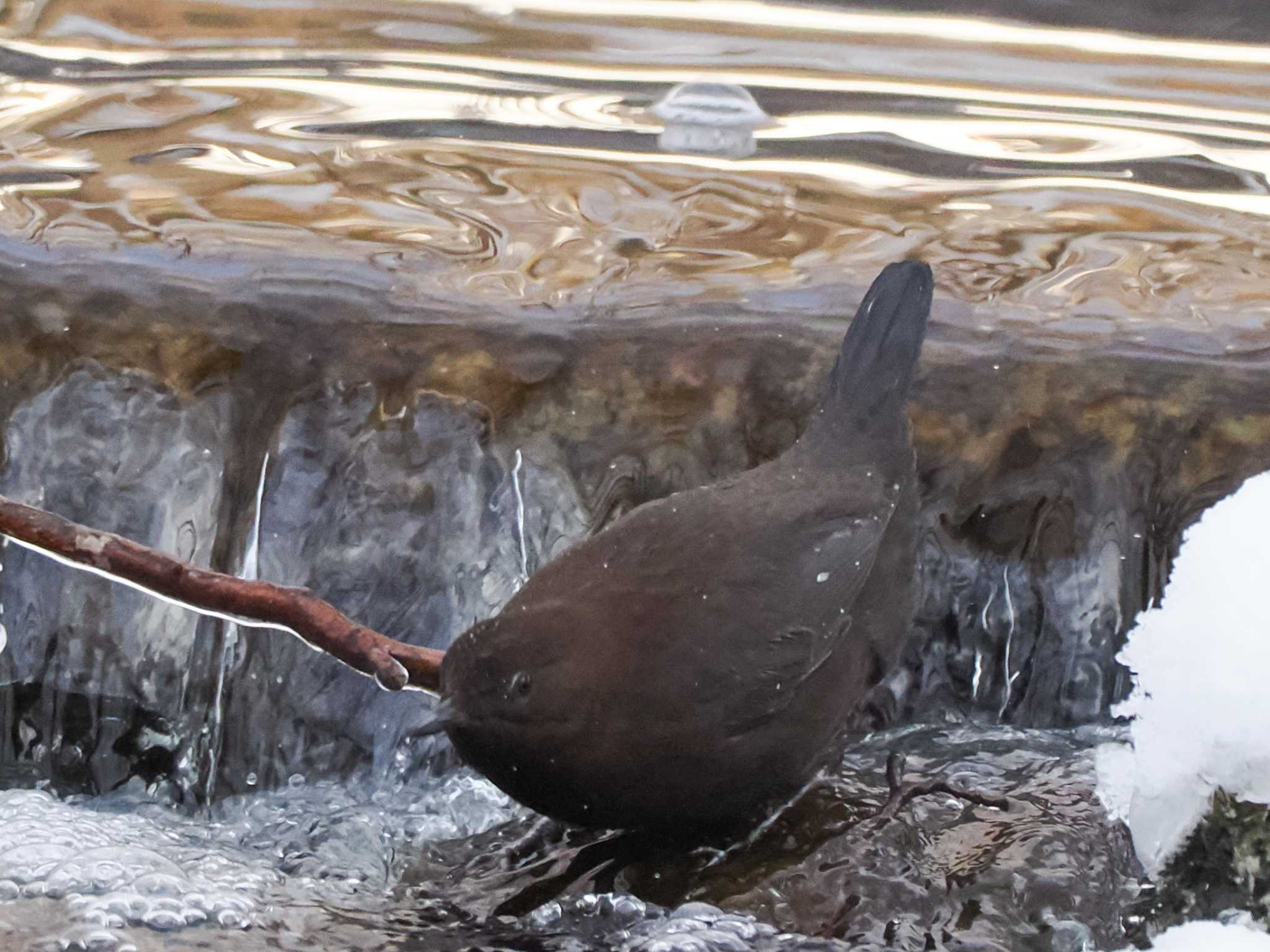 Photo of Brown Dipper at Nishioka Park by 98_Ark (98ｱｰｸ)