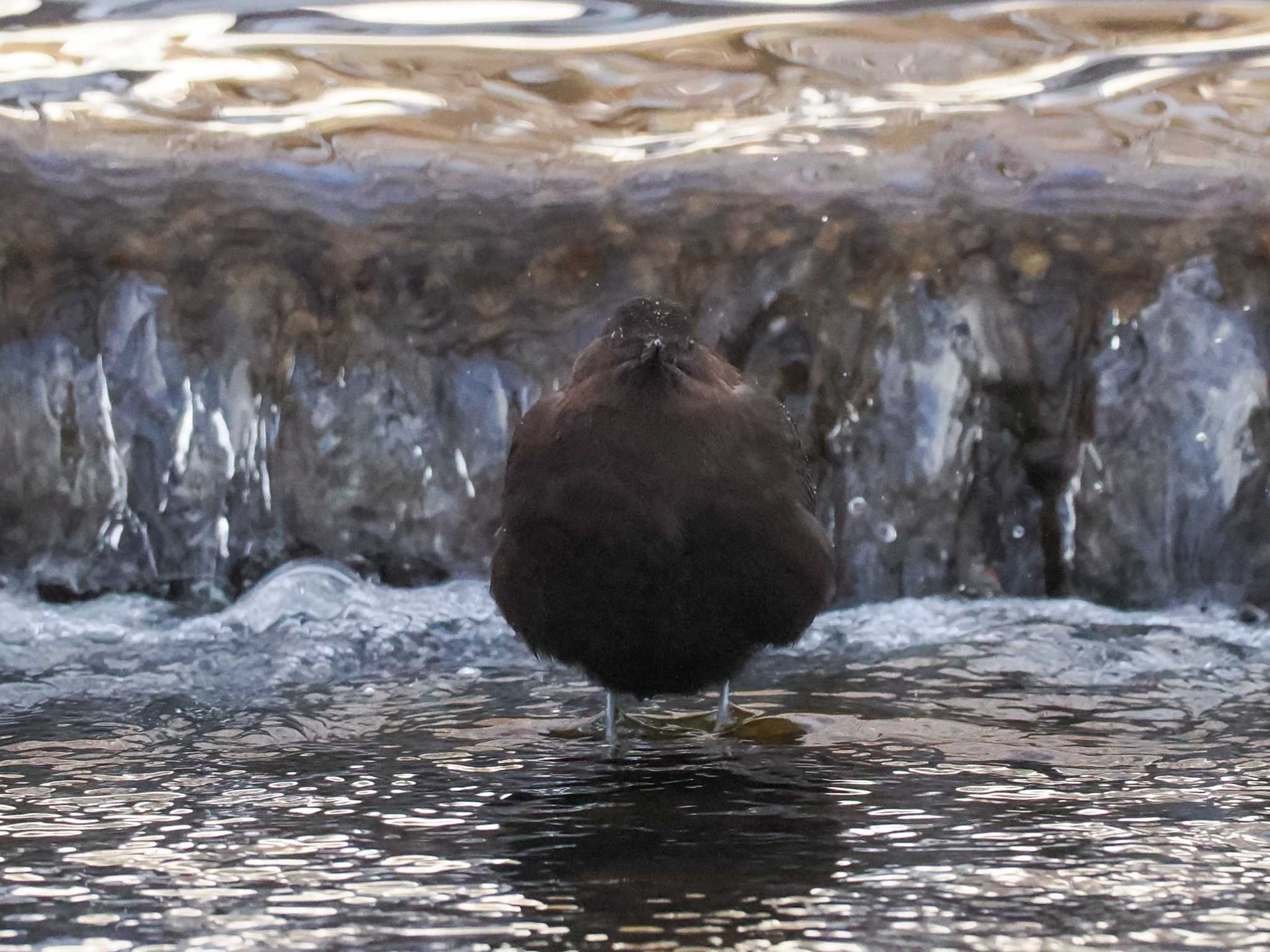 Brown Dipper