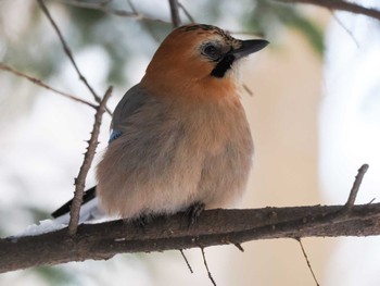 Eurasian Jay(brandtii) Nishioka Park Sat, 1/20/2024