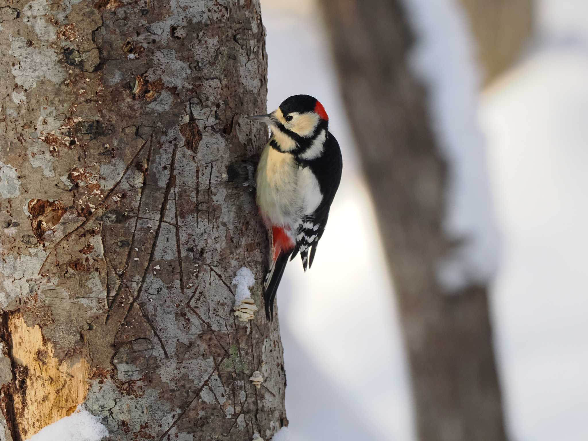 Great Spotted Woodpecker(japonicus)