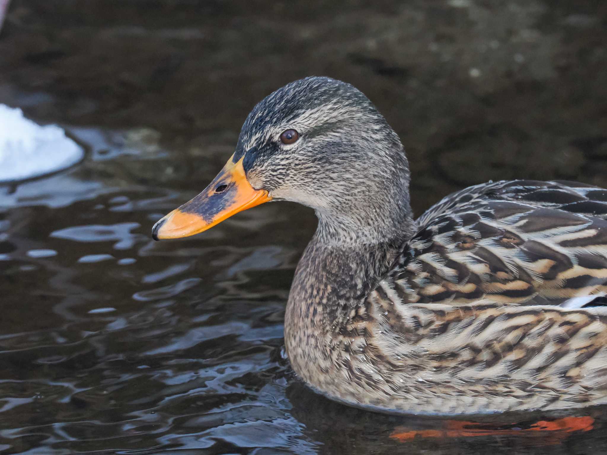 Mallard