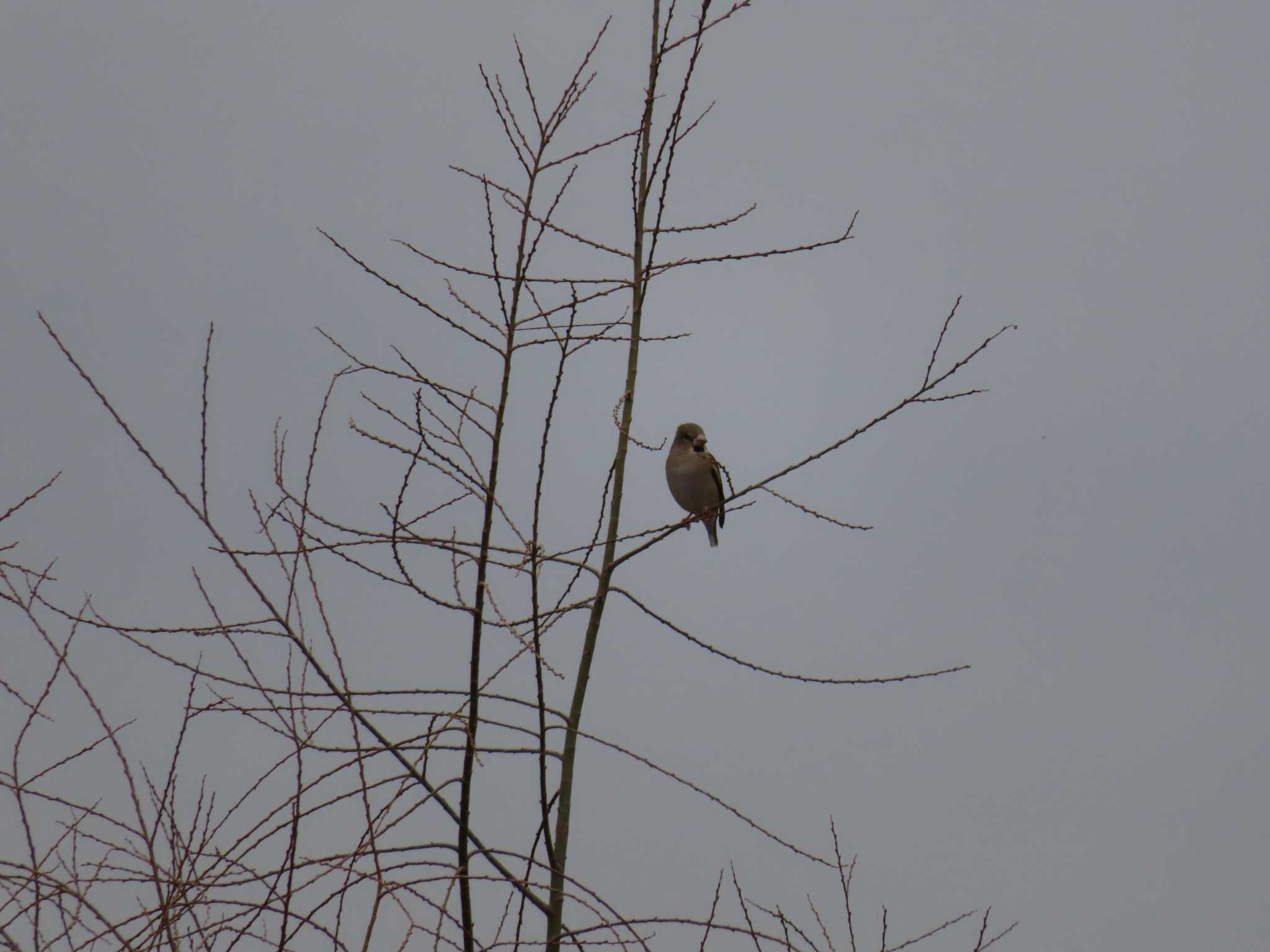 Photo of Hawfinch at 多摩川 by ツートン