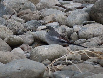 2024年1月20日(土) 多摩川の野鳥観察記録