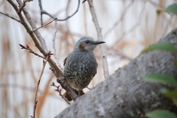 Sat, 1/20/2024 Birding report at Teganuma