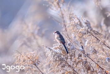 Siberian Long-tailed Rosefinch 渡瀬遊水池 Sun, 1/14/2024