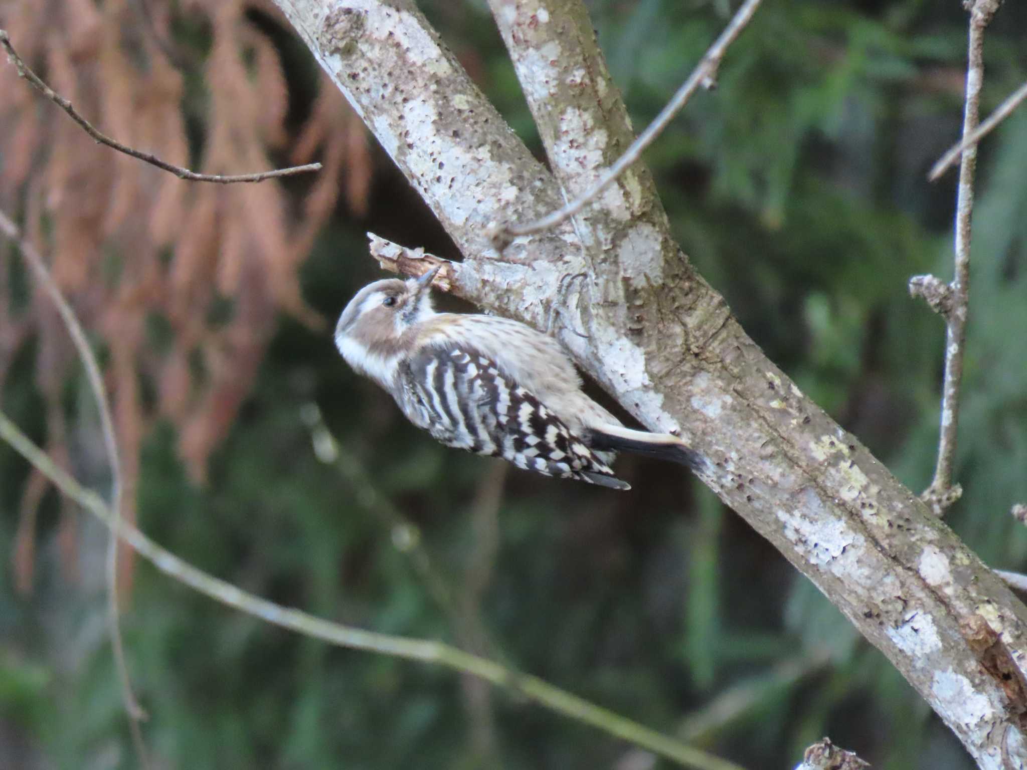 Japanese Pygmy Woodpecker