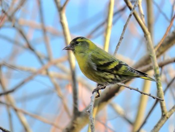 Eurasian Siskin 平筒沼(宮城県登米市) Fri, 1/19/2024