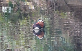 Mandarin Duck Shinjuku Gyoen National Garden Sat, 1/20/2024