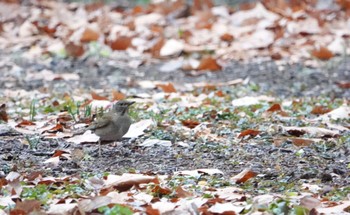 Pale Thrush Shinjuku Gyoen National Garden Sat, 1/20/2024