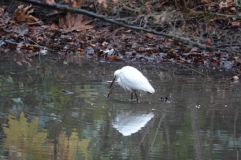 Little Egret Shinjuku Gyoen National Garden Sat, 1/20/2024