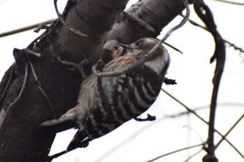 Japanese Pygmy Woodpecker ＭＦ Thu, 1/11/2024