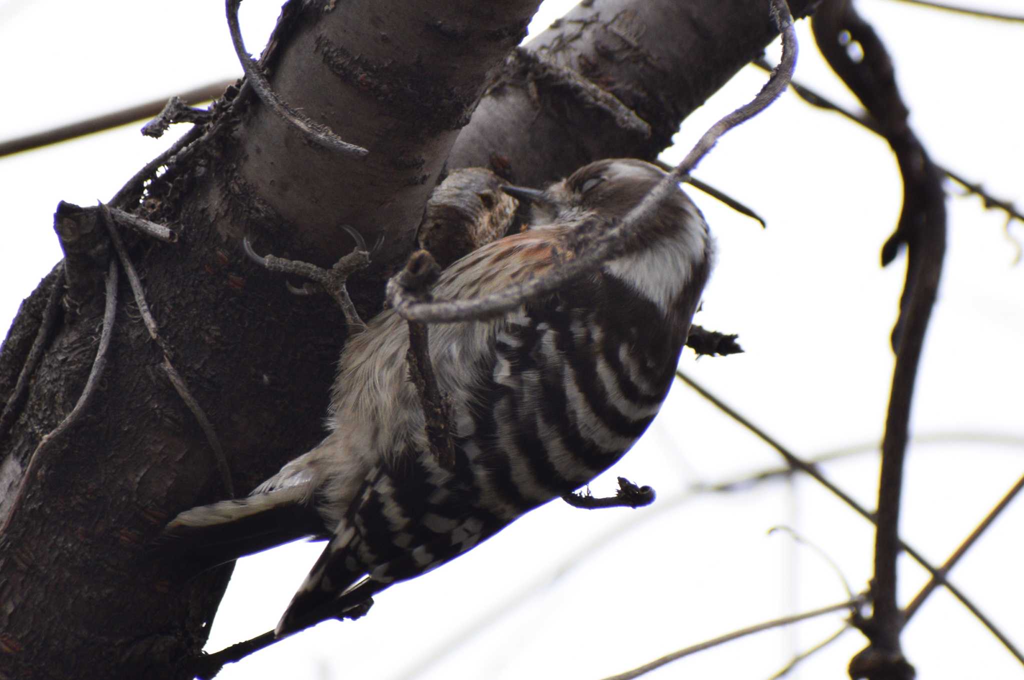 Japanese Pygmy Woodpecker