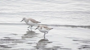 ミユビシギ ふなばし三番瀬海浜公園 2024年1月20日(土)