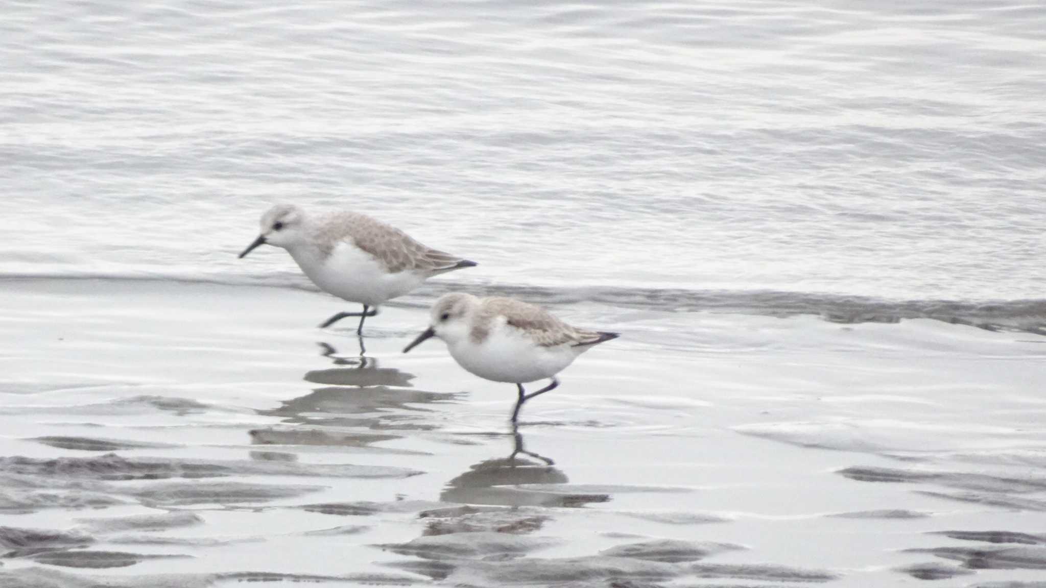 ふなばし三番瀬海浜公園 ミユビシギの写真 by こんぶ