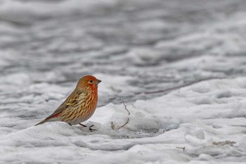 Pallas's Rosefinch 岡谷林道 Thu, 1/18/2024