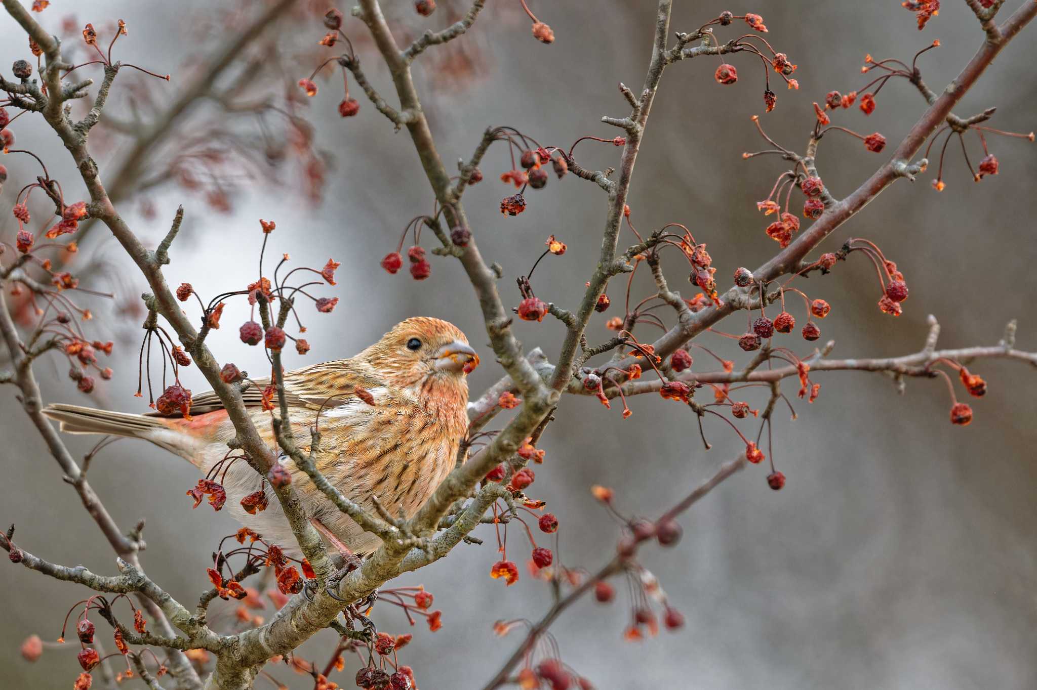 Pallas's Rosefinch