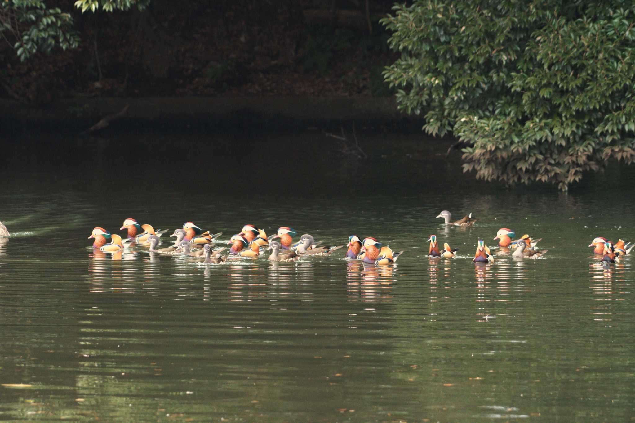 Photo of Mandarin Duck at Shinjuku Gyoen National Garden by morinokotori