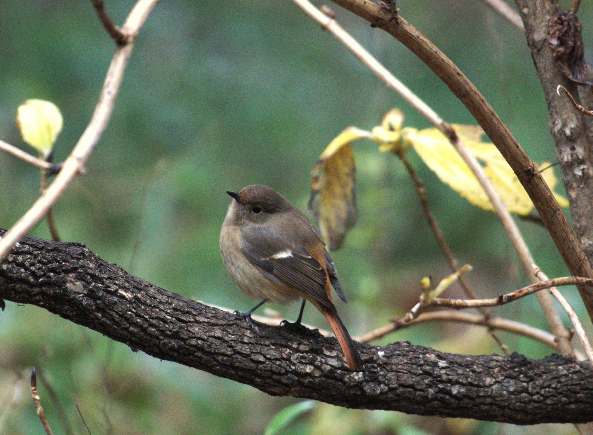 Daurian Redstart