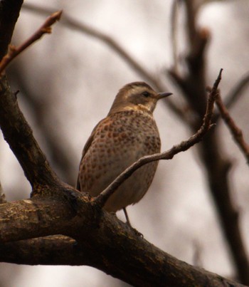 2024年1月20日(土) 新宿御苑の野鳥観察記録