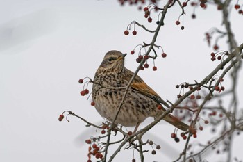 Thu, 1/18/2024 Birding report at 岡谷林道