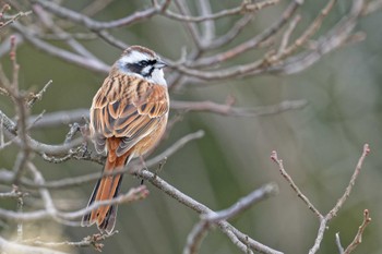 Meadow Bunting 岡谷林道 Thu, 1/18/2024