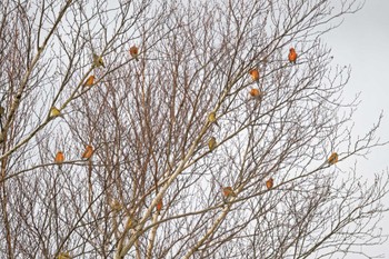 Red Crossbill 岡谷林道 Thu, 1/18/2024