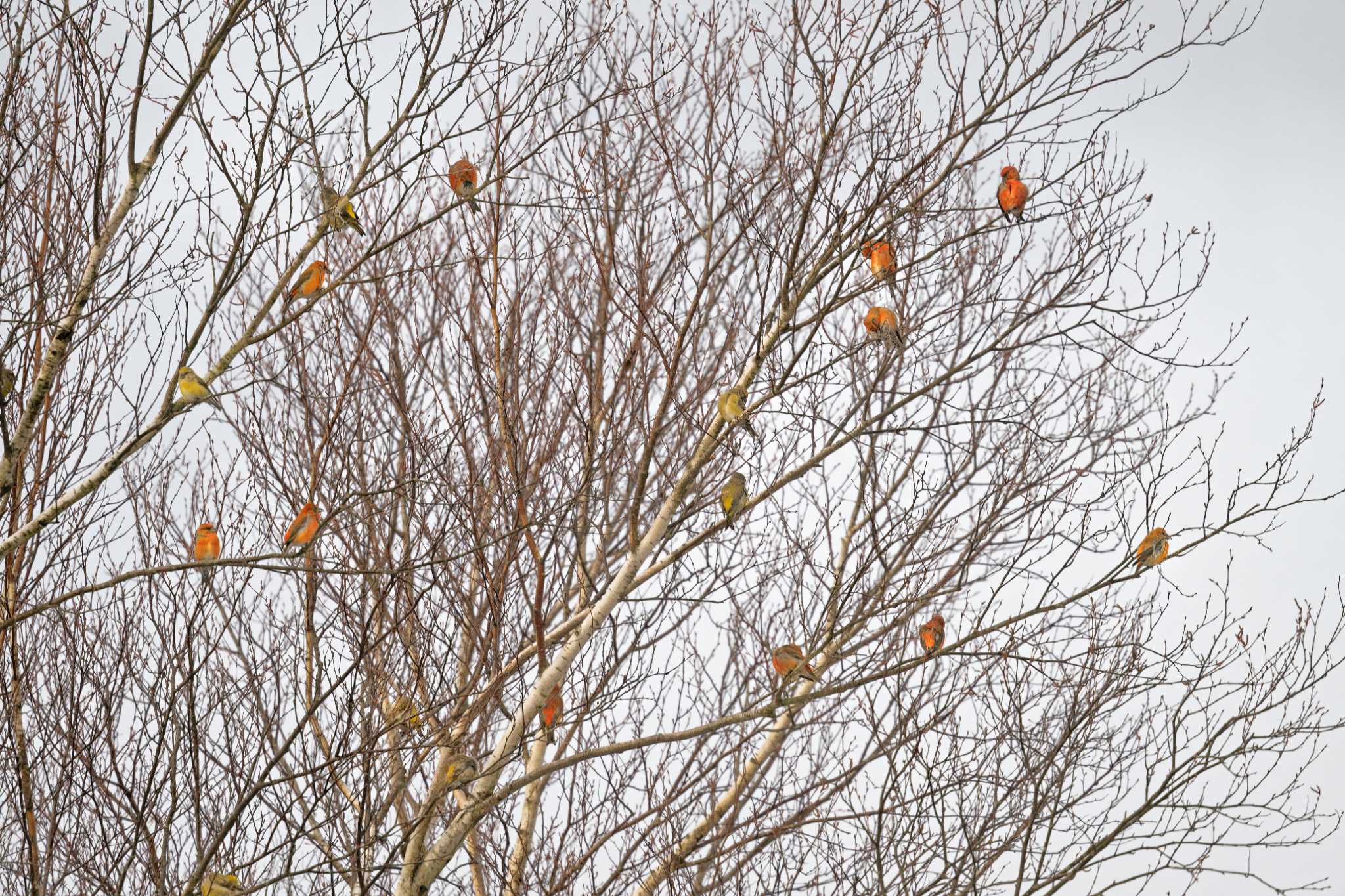 Photo of Red Crossbill at 岡谷林道 by しの