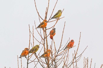 Red Crossbill 岡谷林道 Thu, 1/18/2024