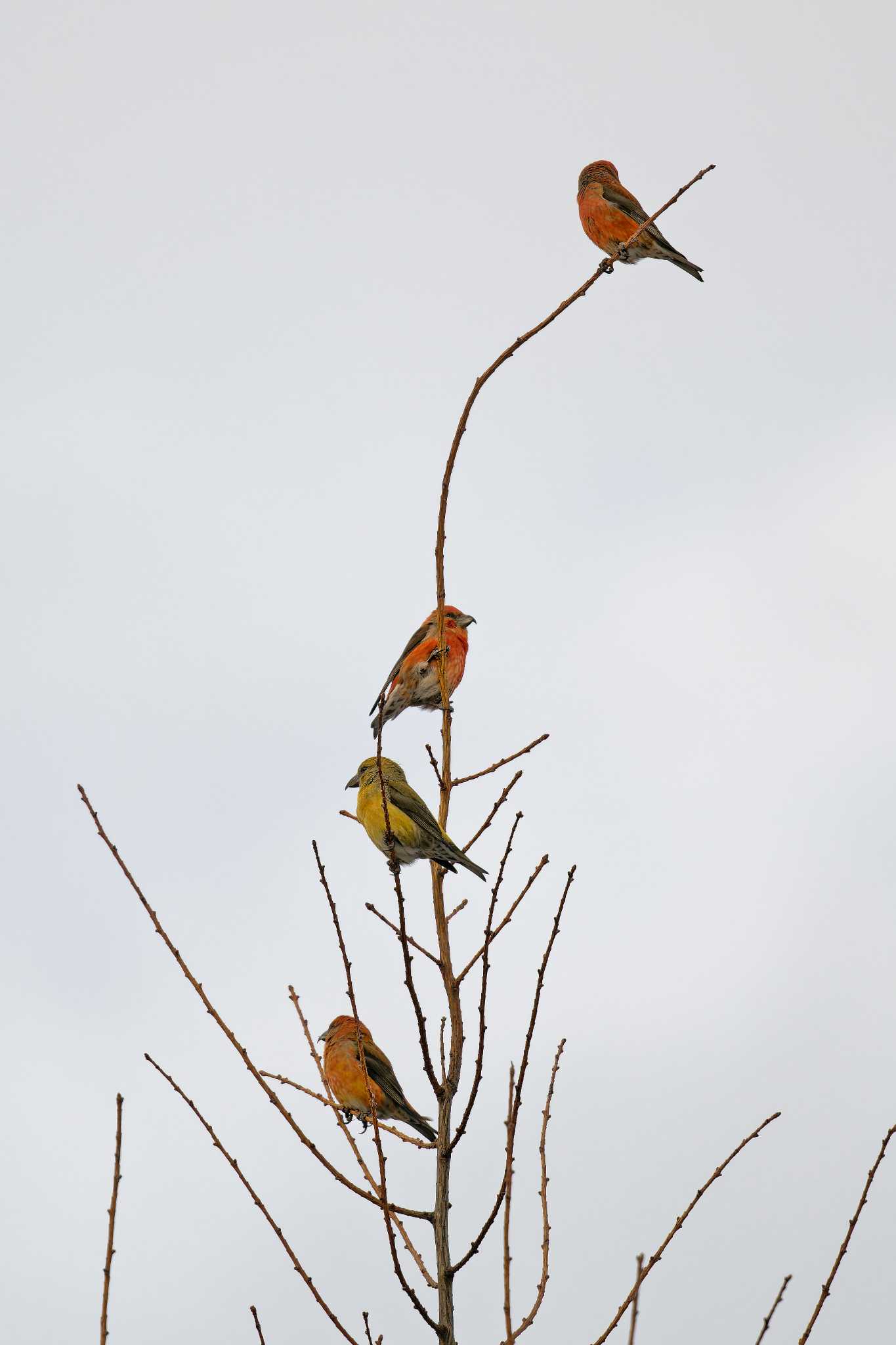 Photo of Red Crossbill at 岡谷林道 by しの