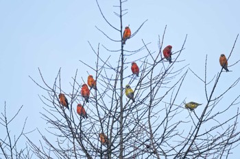 Red Crossbill 岡谷林道 Thu, 1/18/2024