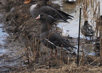 Greater White-fronted Goose 加賀市鴨池観察館 Thu, 1/18/2024