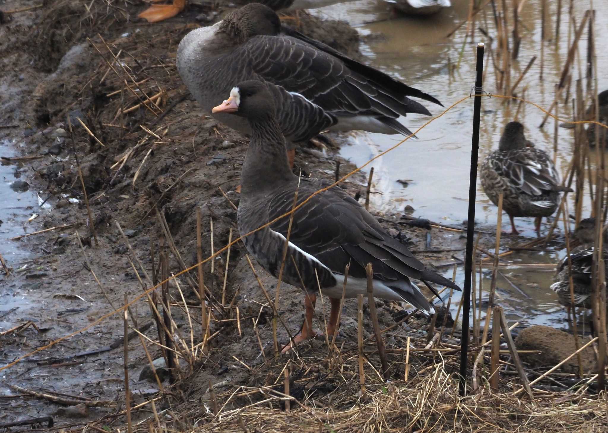 Photo of Greater White-fronted Goose at 加賀市鴨池観察館 by マル