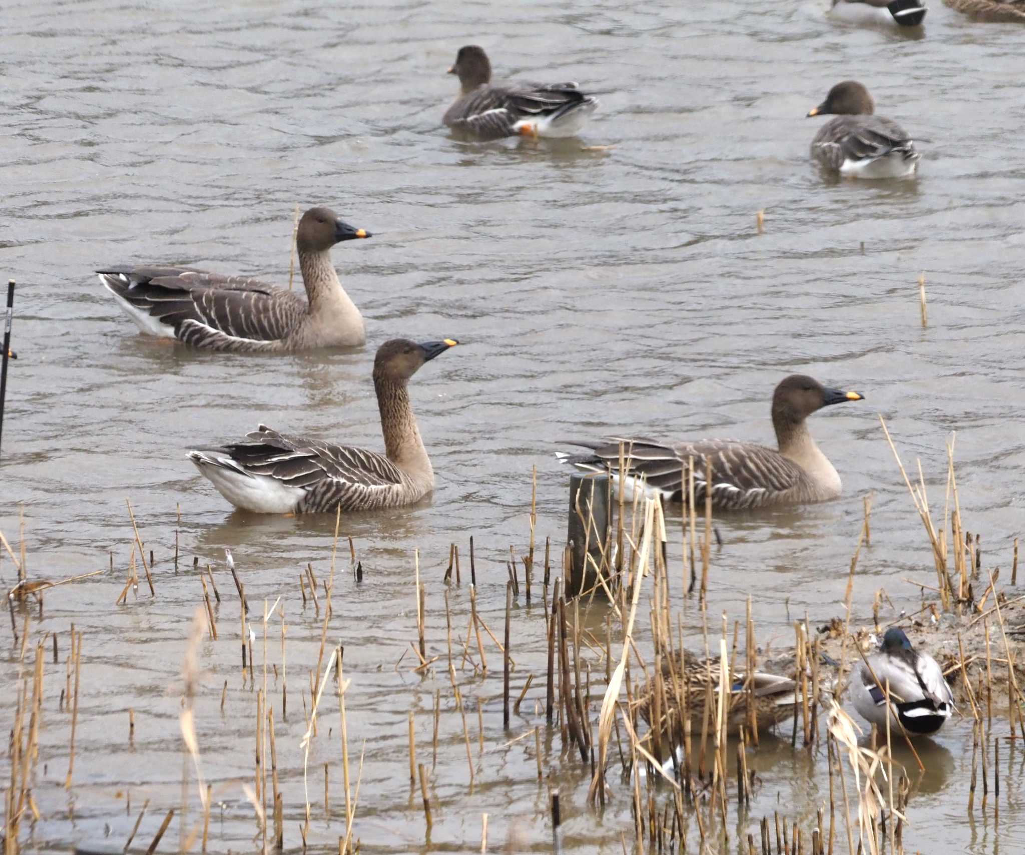 Photo of Tundra Bean Goose at 加賀市鴨池観察館 by マル