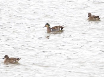 Baikal Teal 加賀市鴨池観察館 Thu, 1/18/2024