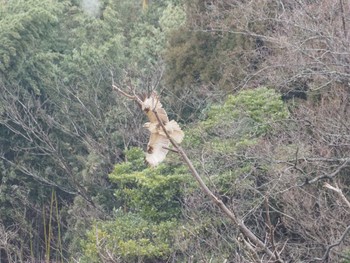 Eastern Buzzard 加賀市鴨池観察館 Thu, 1/18/2024