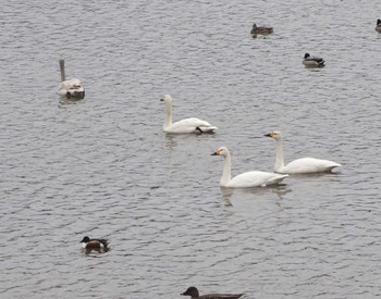 Tundra Swan 加賀市鴨池観察館 Thu, 1/18/2024