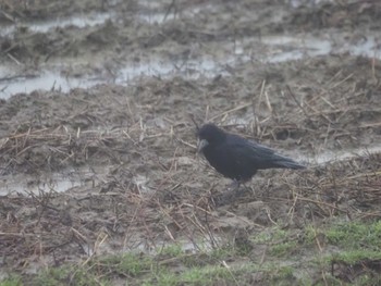 Rook 福井県 Thu, 1/18/2024