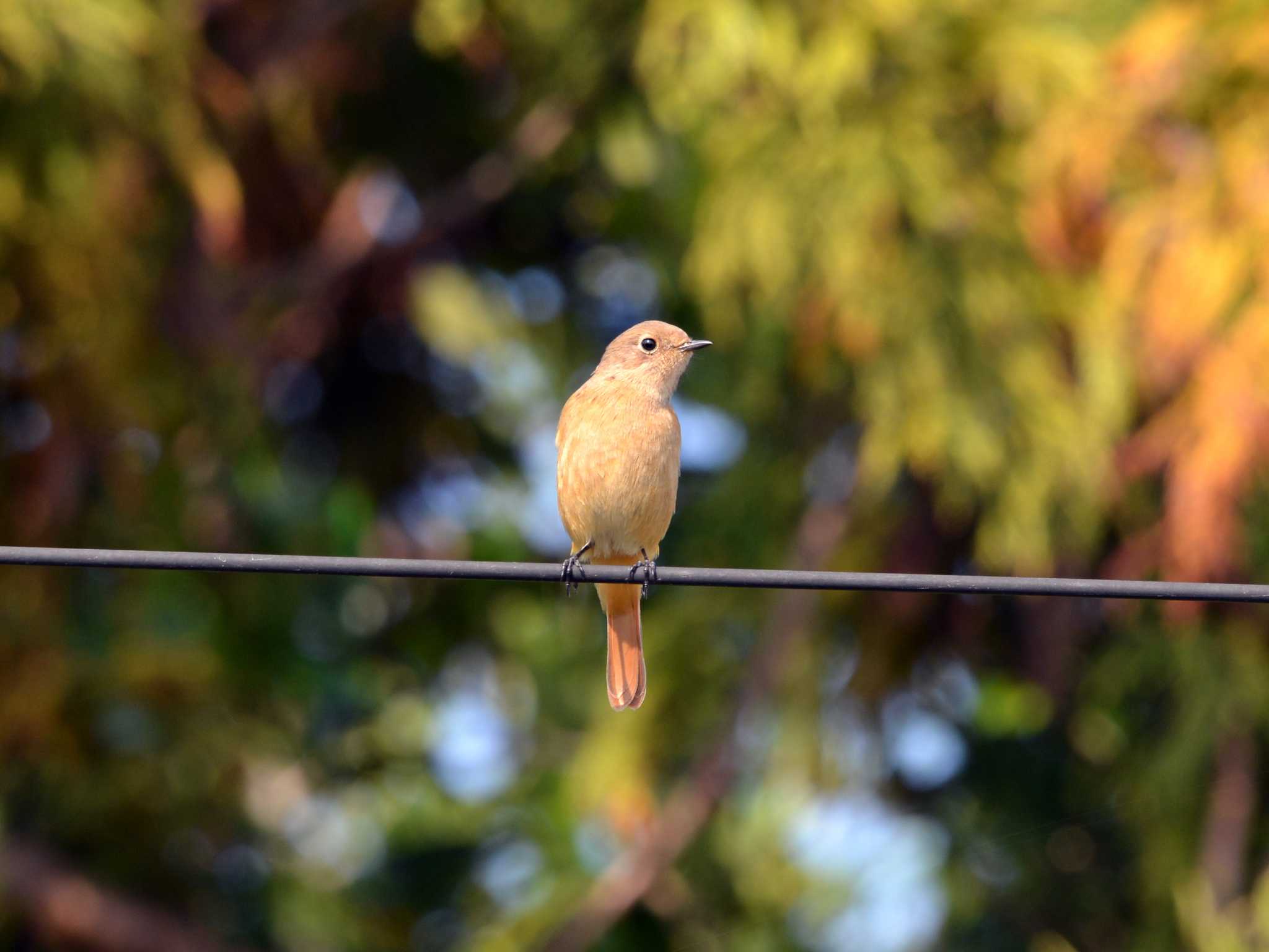 Photo of Daurian Redstart at 加木屋緑地 by ポッちゃんのパパ