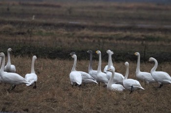 Tundra Swan 坂井平野 Thu, 1/18/2024