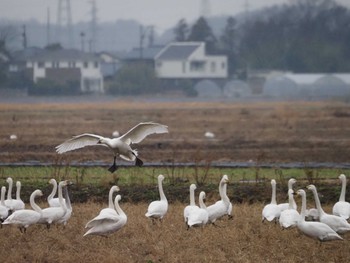 コハクチョウ 坂井平野 2024年1月18日(木)