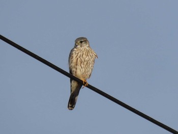 2024年1月20日(土) 伊豆沼の野鳥観察記録