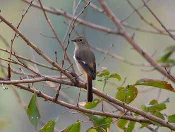 Daurian Redstart 加木屋緑地 Thu, 11/8/2018