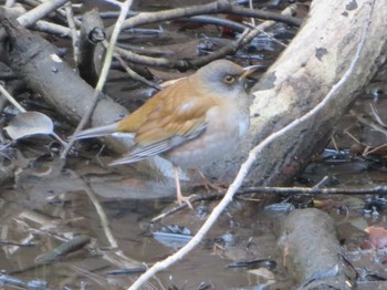 2024年1月20日(土) 明治神宮の野鳥観察記録