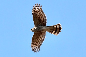 Eurasian Sparrowhawk 河川環境楽園 Tue, 1/17/2023