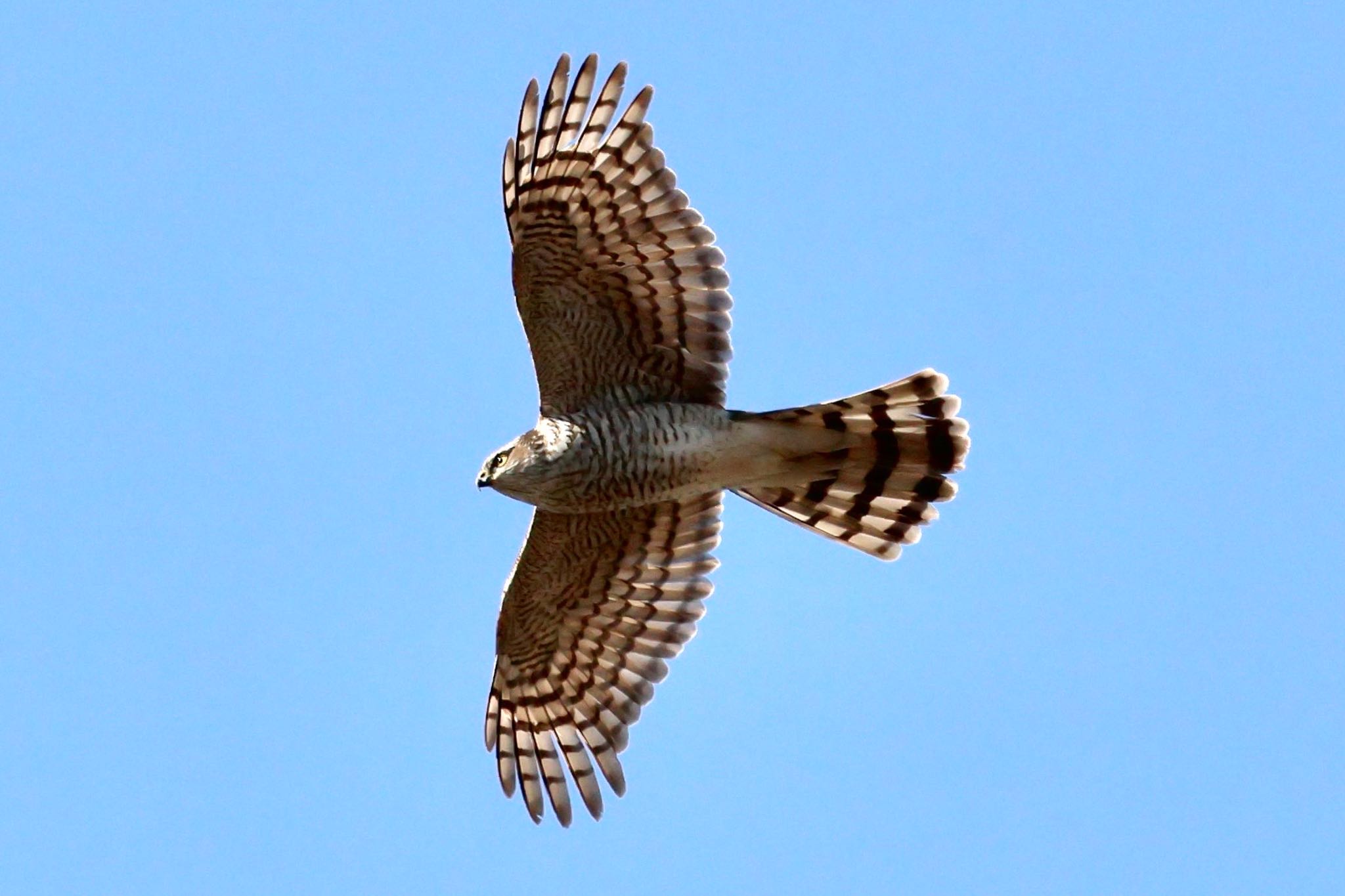 Photo of Eurasian Sparrowhawk at 河川環境楽園 by フーさん